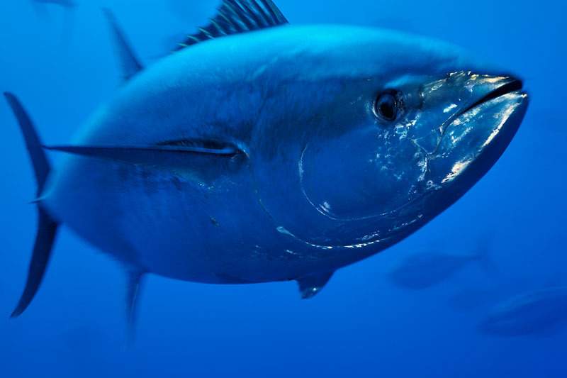 The battle for the bluefin